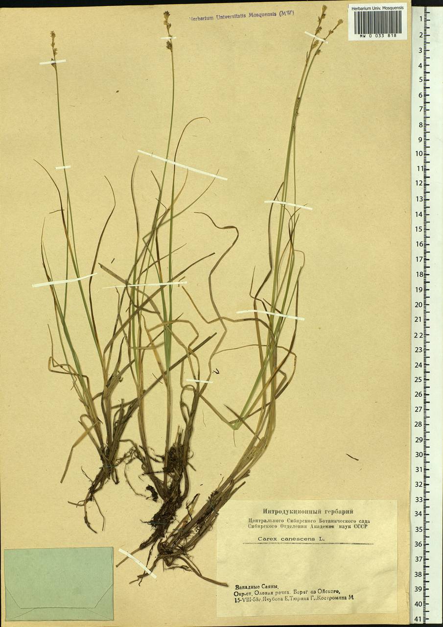 Carex canescens subsp. canescens, Siberia, Altai & Sayany Mountains (S2) (Russia)