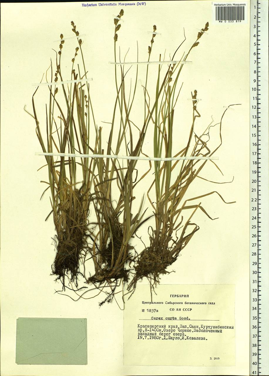 Carex canescens subsp. canescens, Siberia, Altai & Sayany Mountains (S2) (Russia)