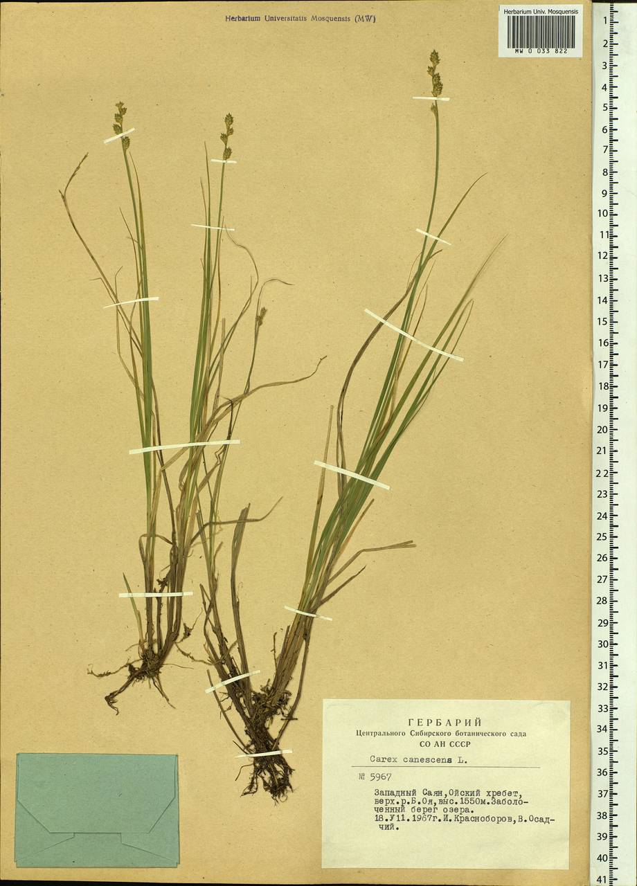 Carex canescens subsp. canescens, Siberia, Altai & Sayany Mountains (S2) (Russia)
