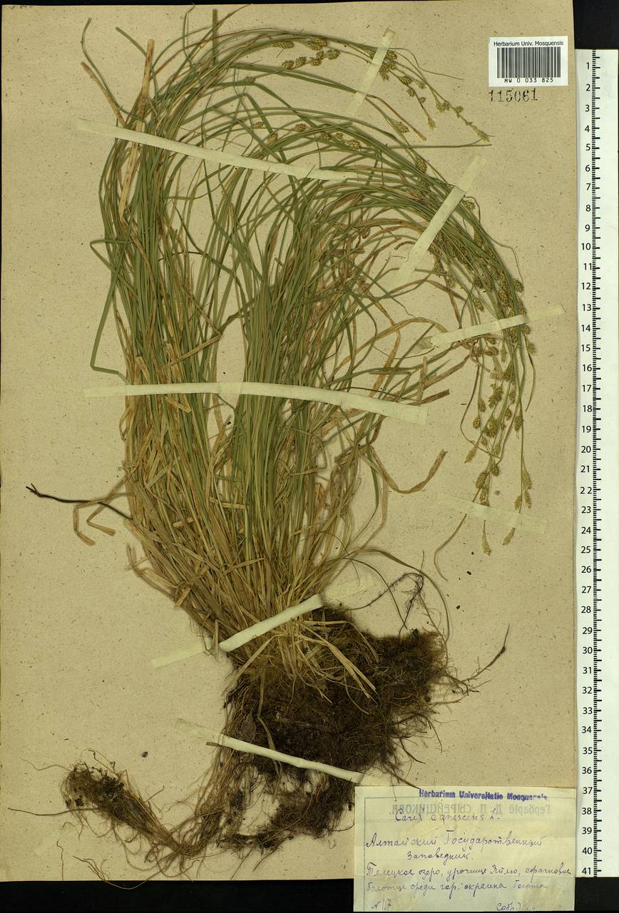 Carex canescens subsp. canescens, Siberia, Altai & Sayany Mountains (S2) (Russia)