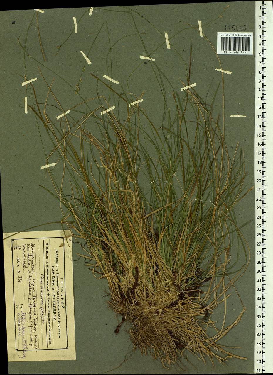 Carex canescens subsp. canescens, Siberia, Altai & Sayany Mountains (S2) (Russia)