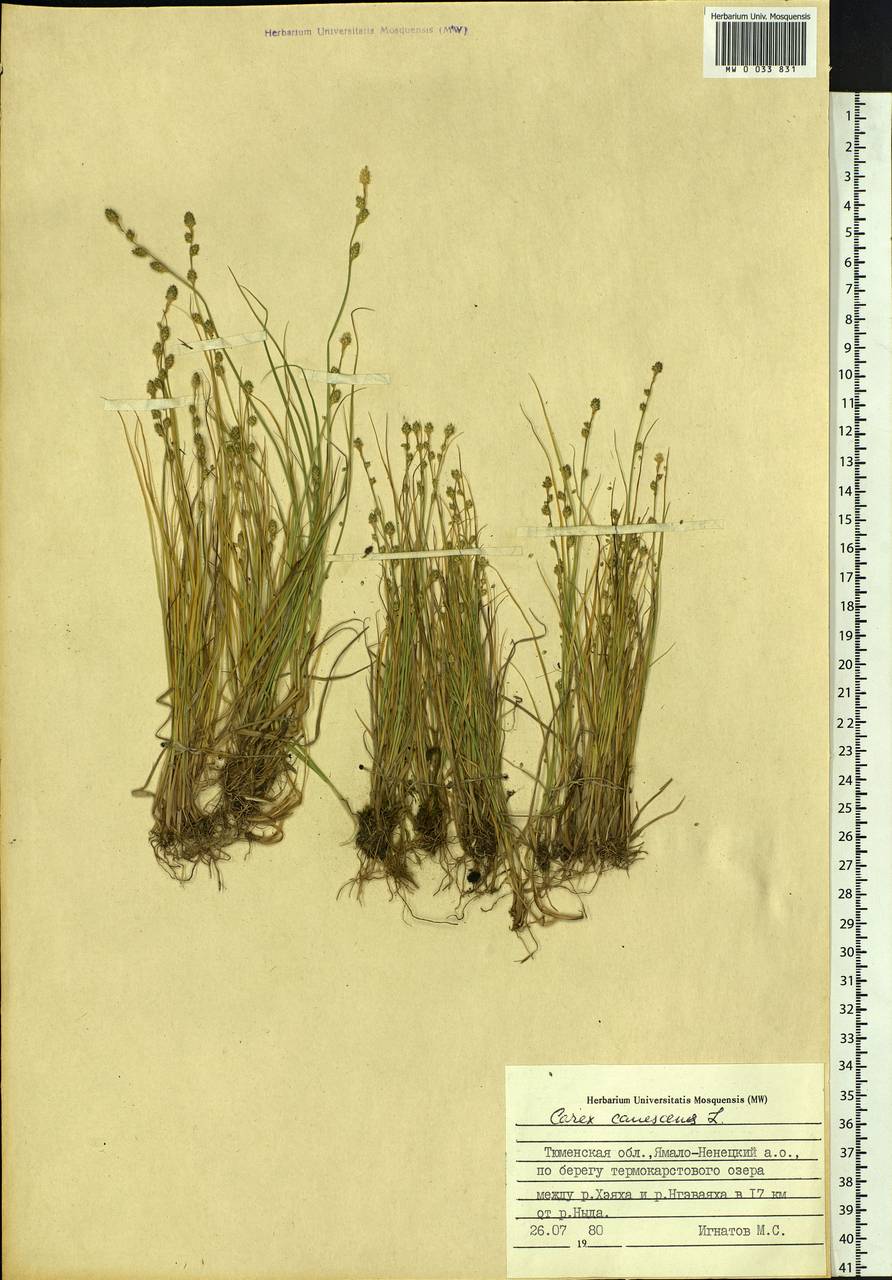 Carex canescens subsp. canescens, Siberia, Western Siberia (S1) (Russia)