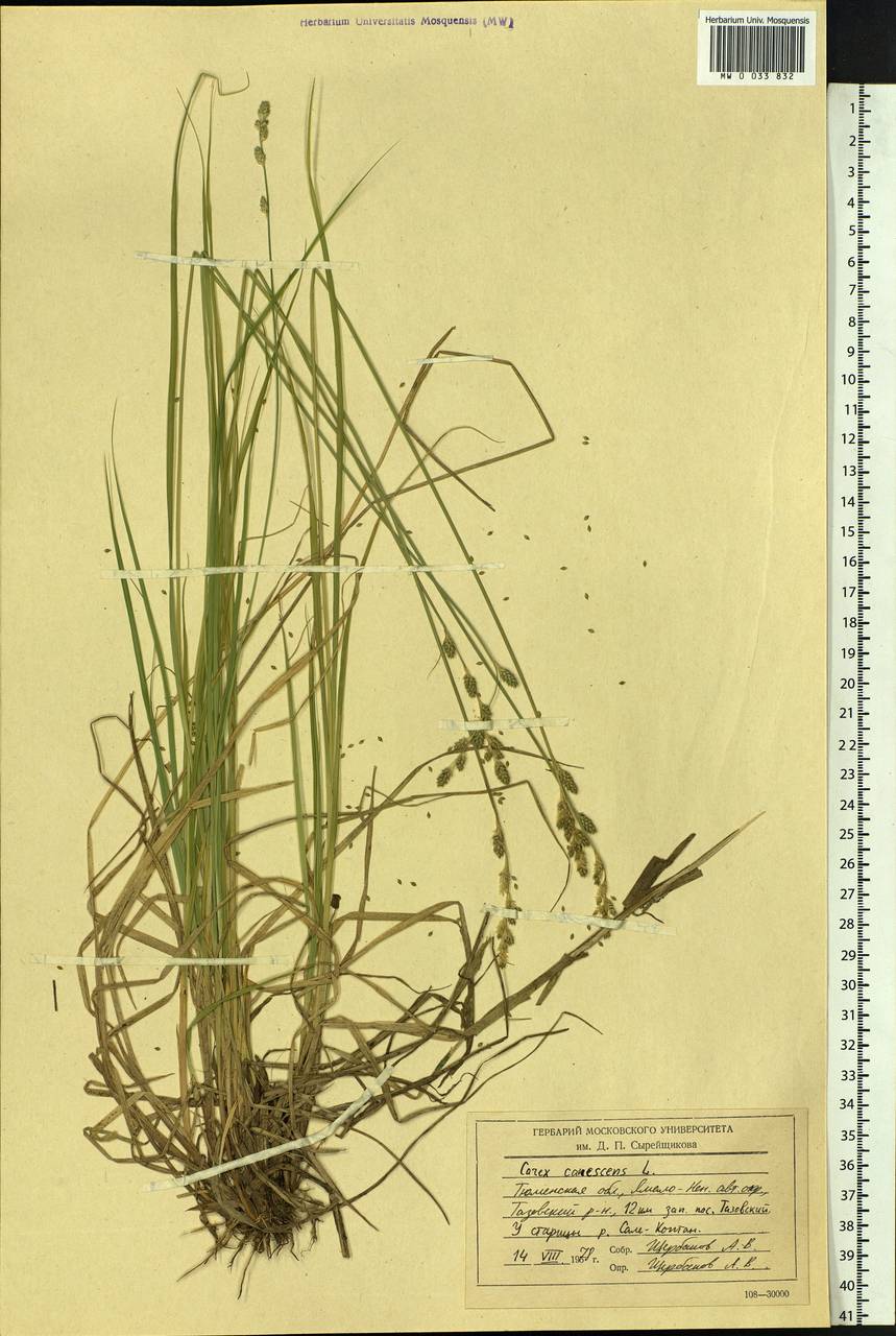 Carex canescens subsp. canescens, Siberia, Western Siberia (S1) (Russia)