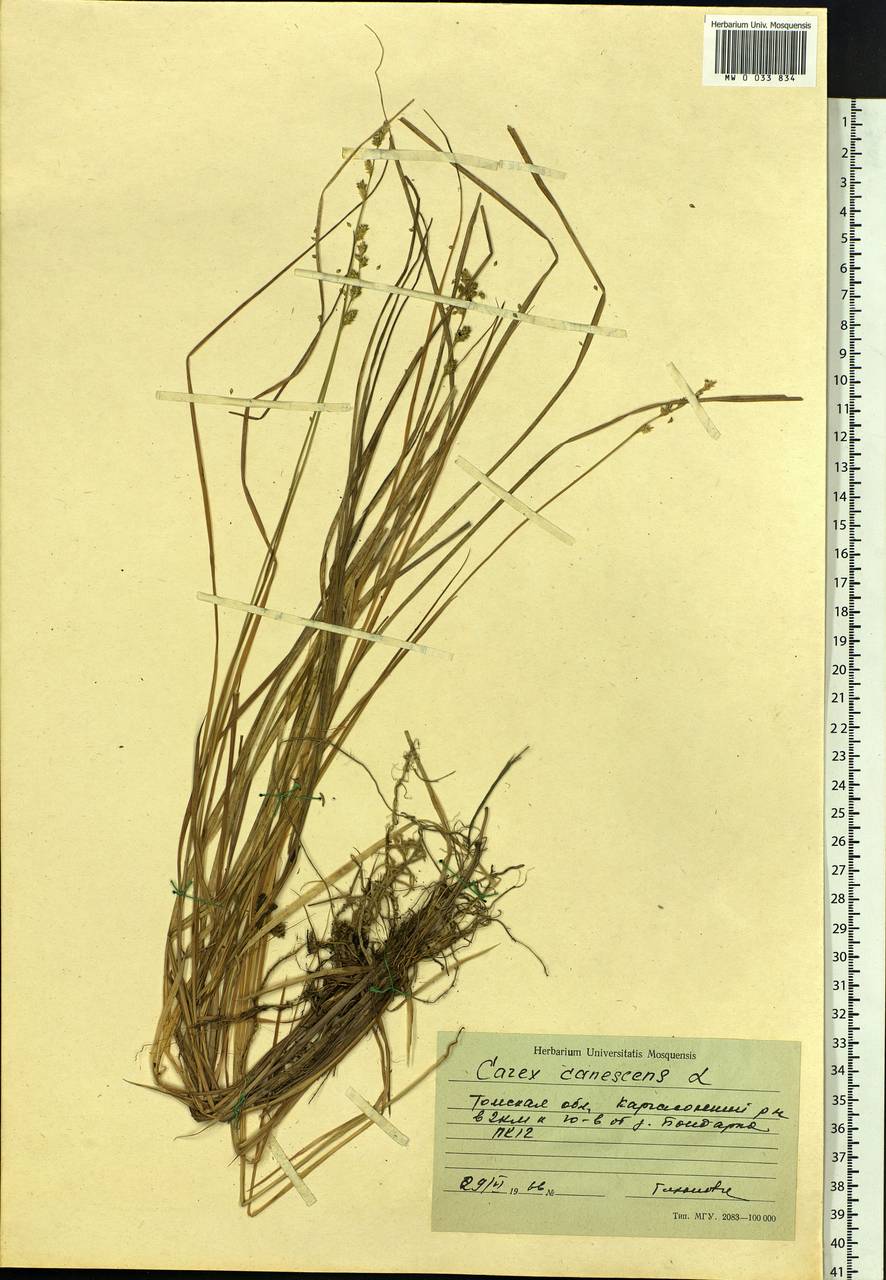 Carex canescens subsp. canescens, Siberia, Western Siberia (S1) (Russia)