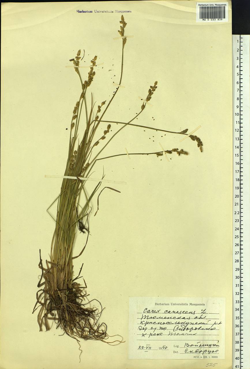 Carex canescens subsp. canescens, Siberia, Western Siberia (S1) (Russia)