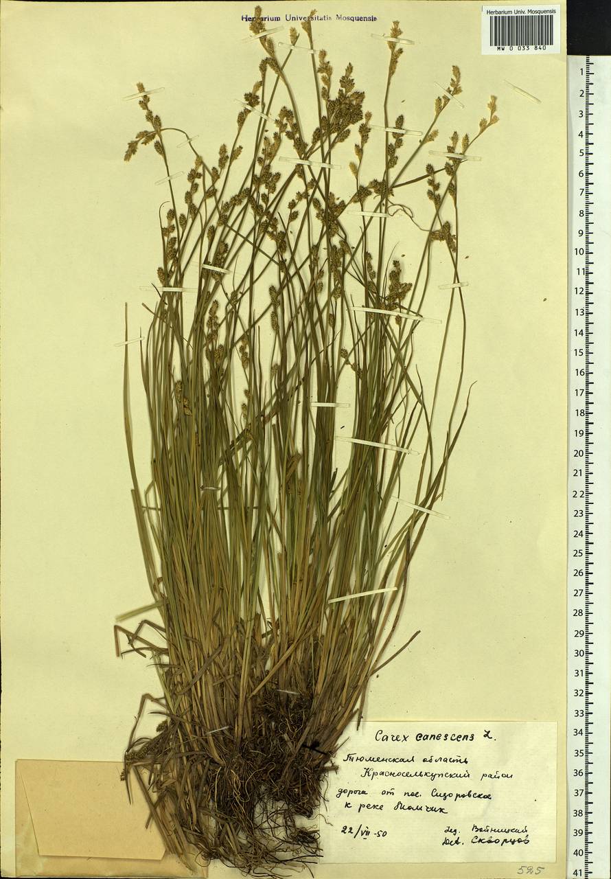 Carex canescens subsp. canescens, Siberia, Western Siberia (S1) (Russia)