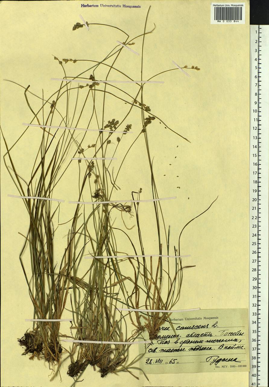 Carex canescens subsp. canescens, Siberia, Western Siberia (S1) (Russia)