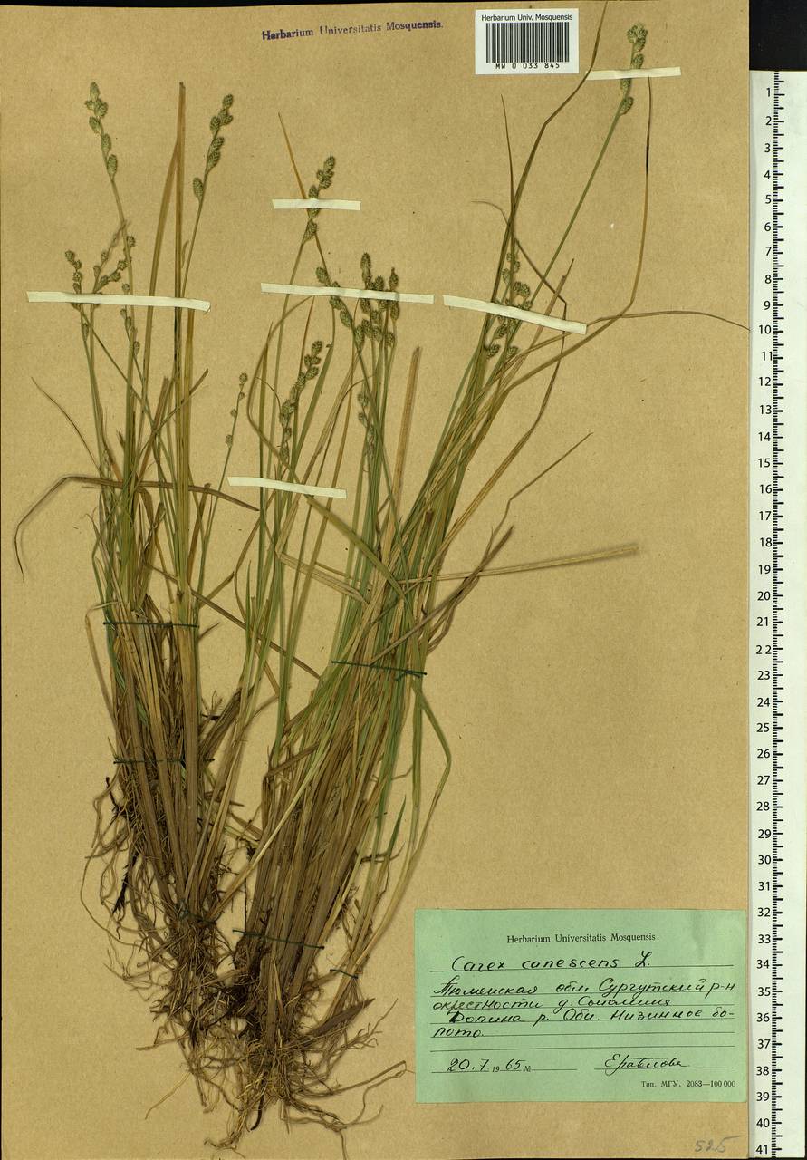 Carex canescens subsp. canescens, Siberia, Western Siberia (S1) (Russia)