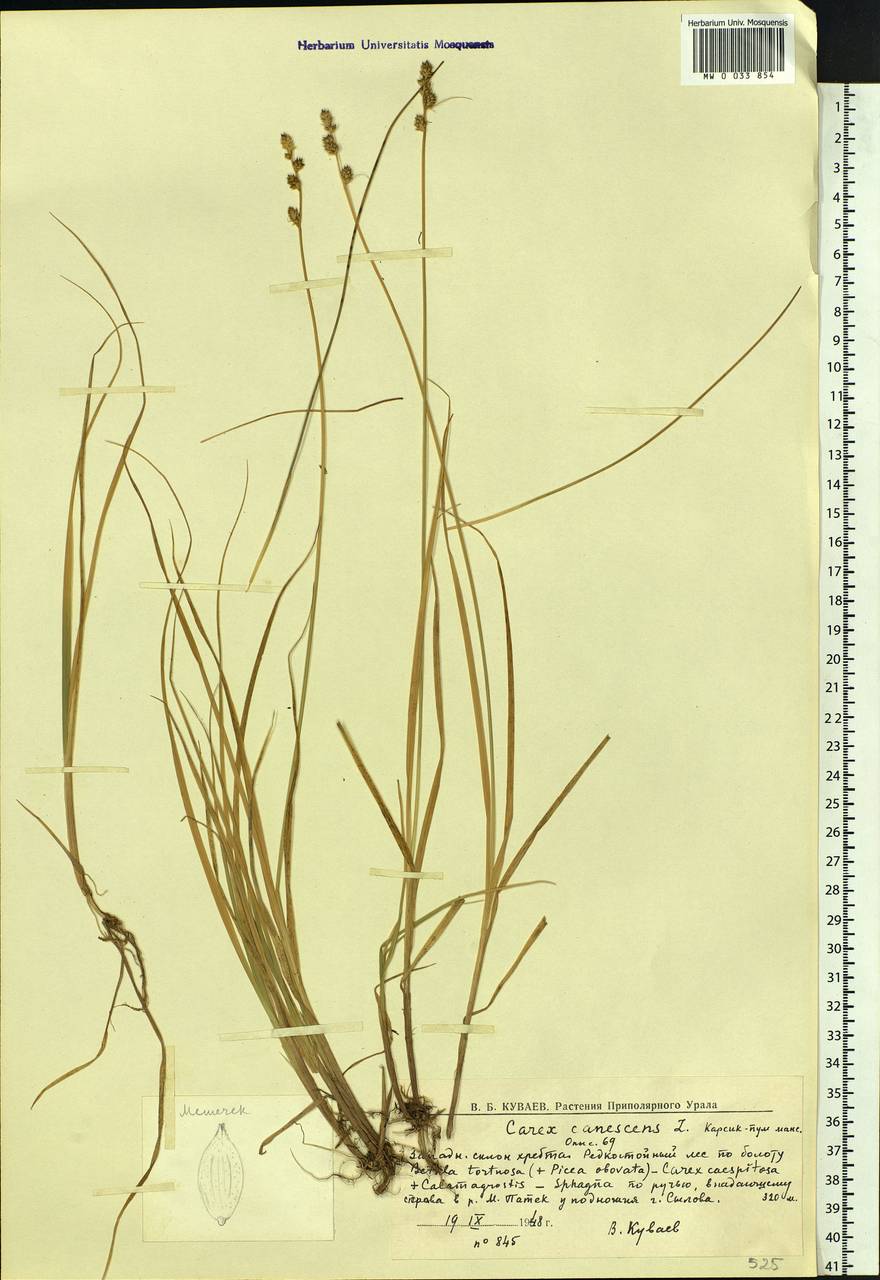 Carex canescens subsp. canescens, Eastern Europe, Northern region (E1) (Russia)