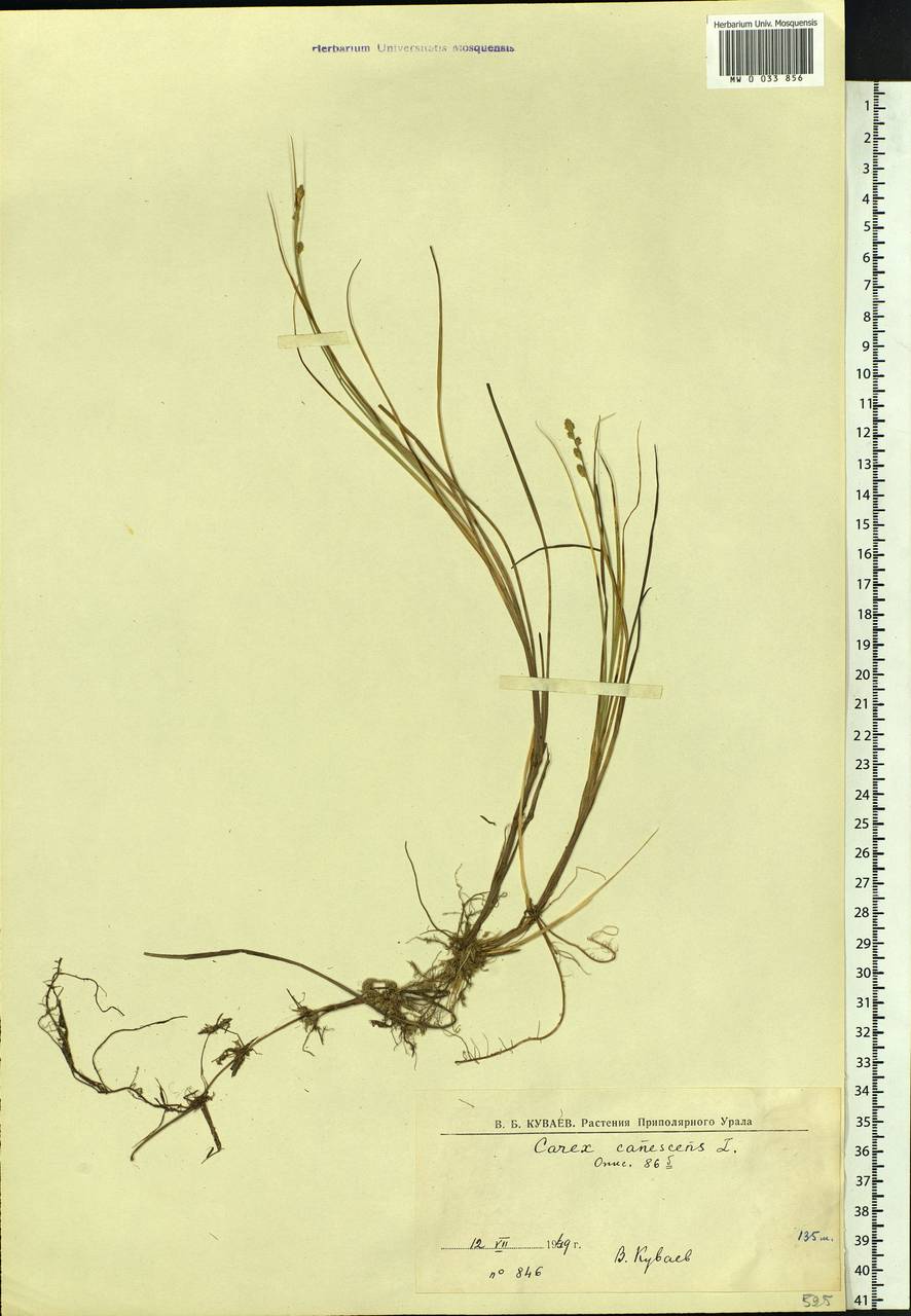 Carex canescens subsp. canescens, Siberia, Western Siberia (S1) (Russia)