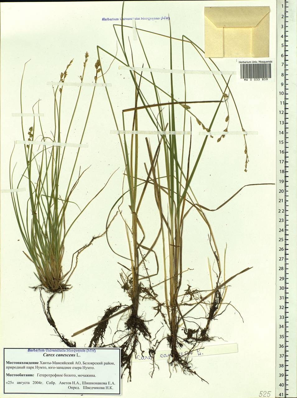 Carex canescens subsp. canescens, Siberia, Western Siberia (S1) (Russia)