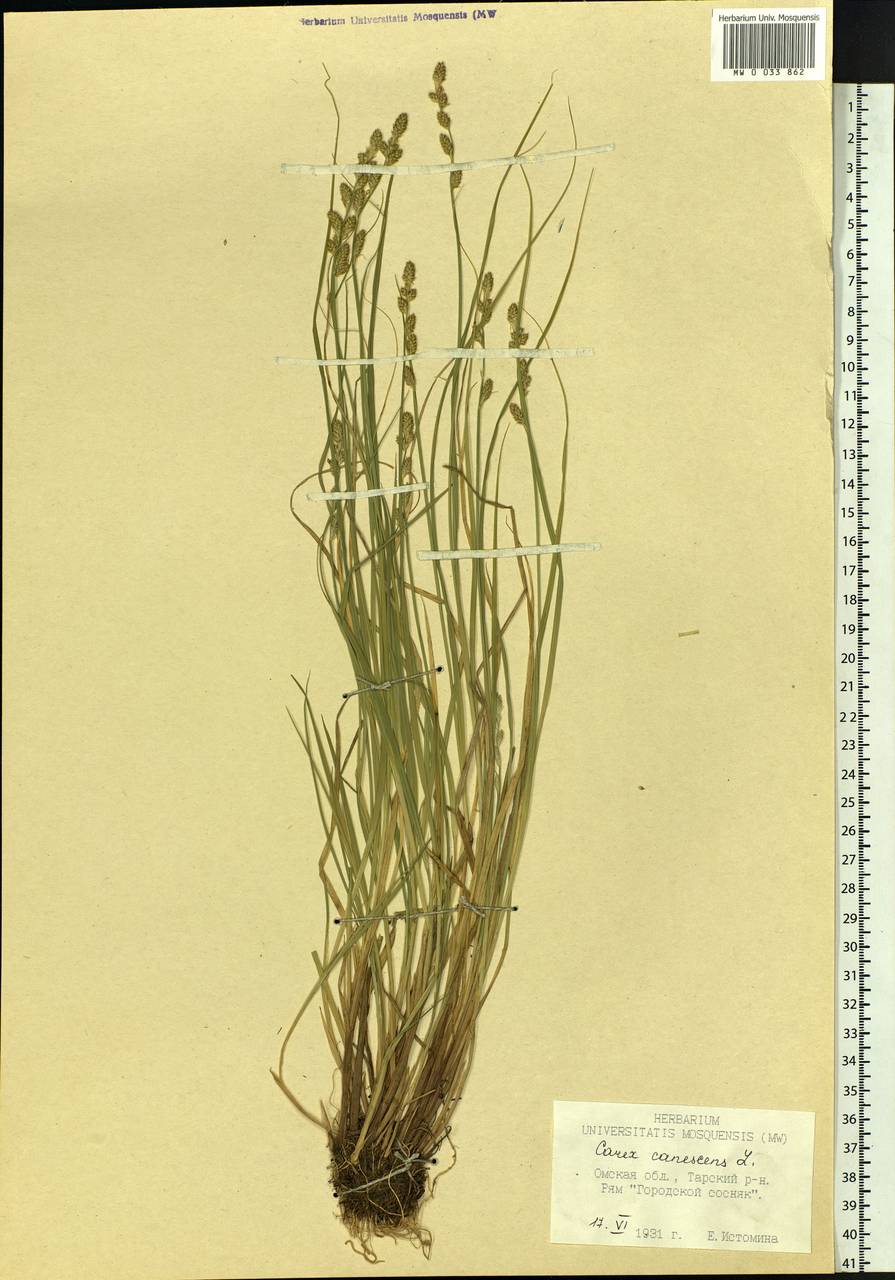 Carex canescens subsp. canescens, Siberia, Western Siberia (S1) (Russia)