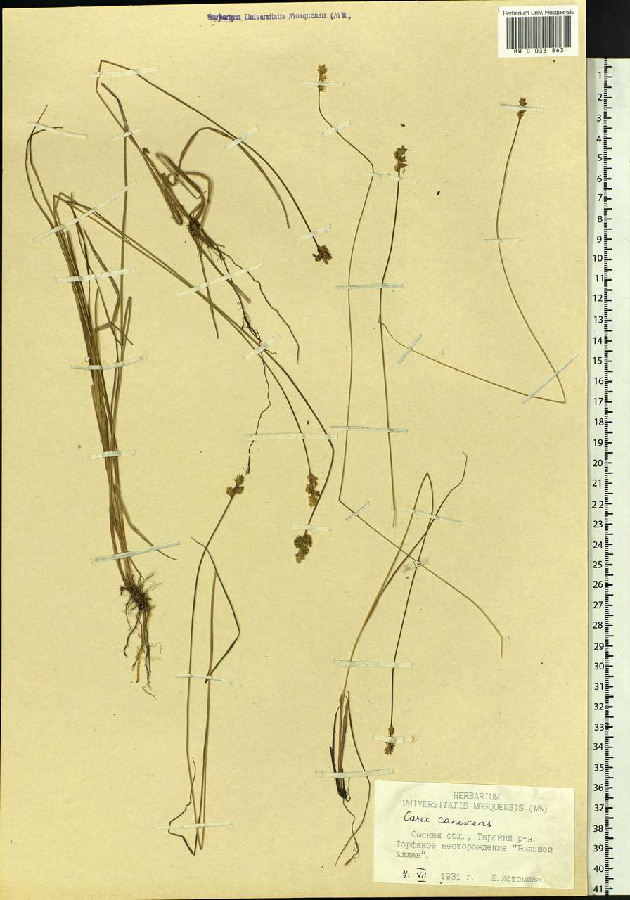 Carex canescens subsp. canescens, Siberia, Western Siberia (S1) (Russia)