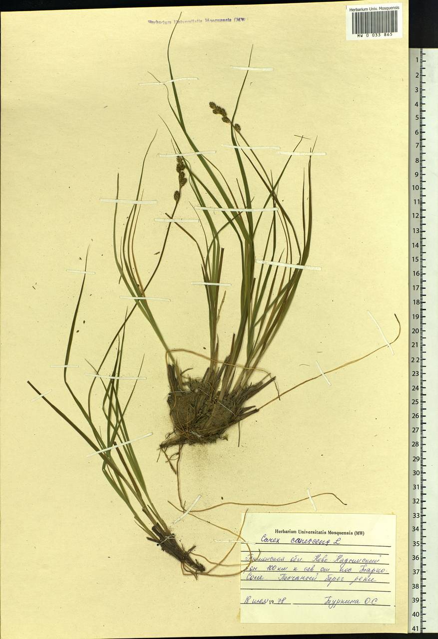 Carex canescens subsp. canescens, Siberia, Western Siberia (S1) (Russia)