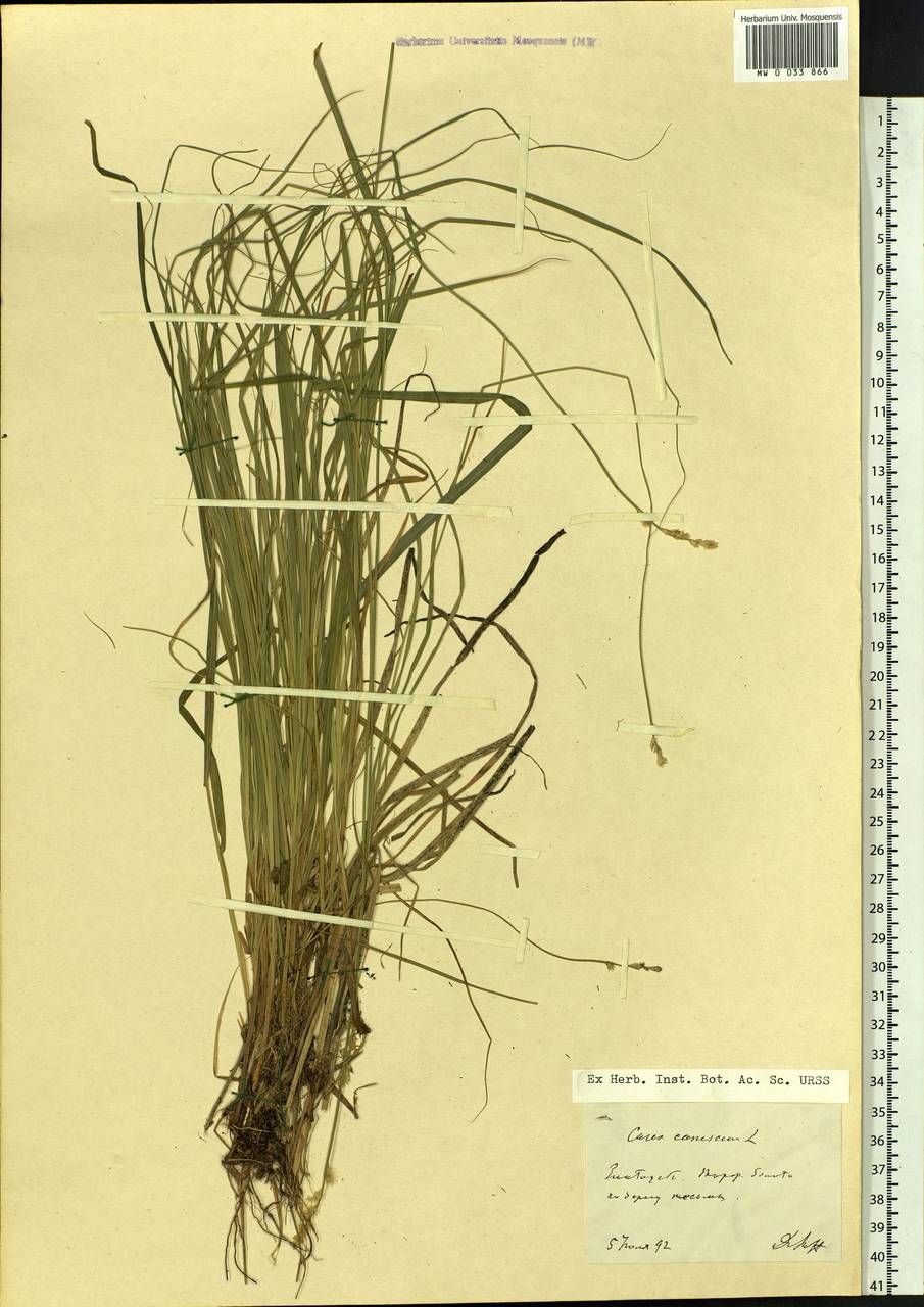 Carex canescens subsp. canescens, Eastern Europe, Eastern region (E10) (Russia)