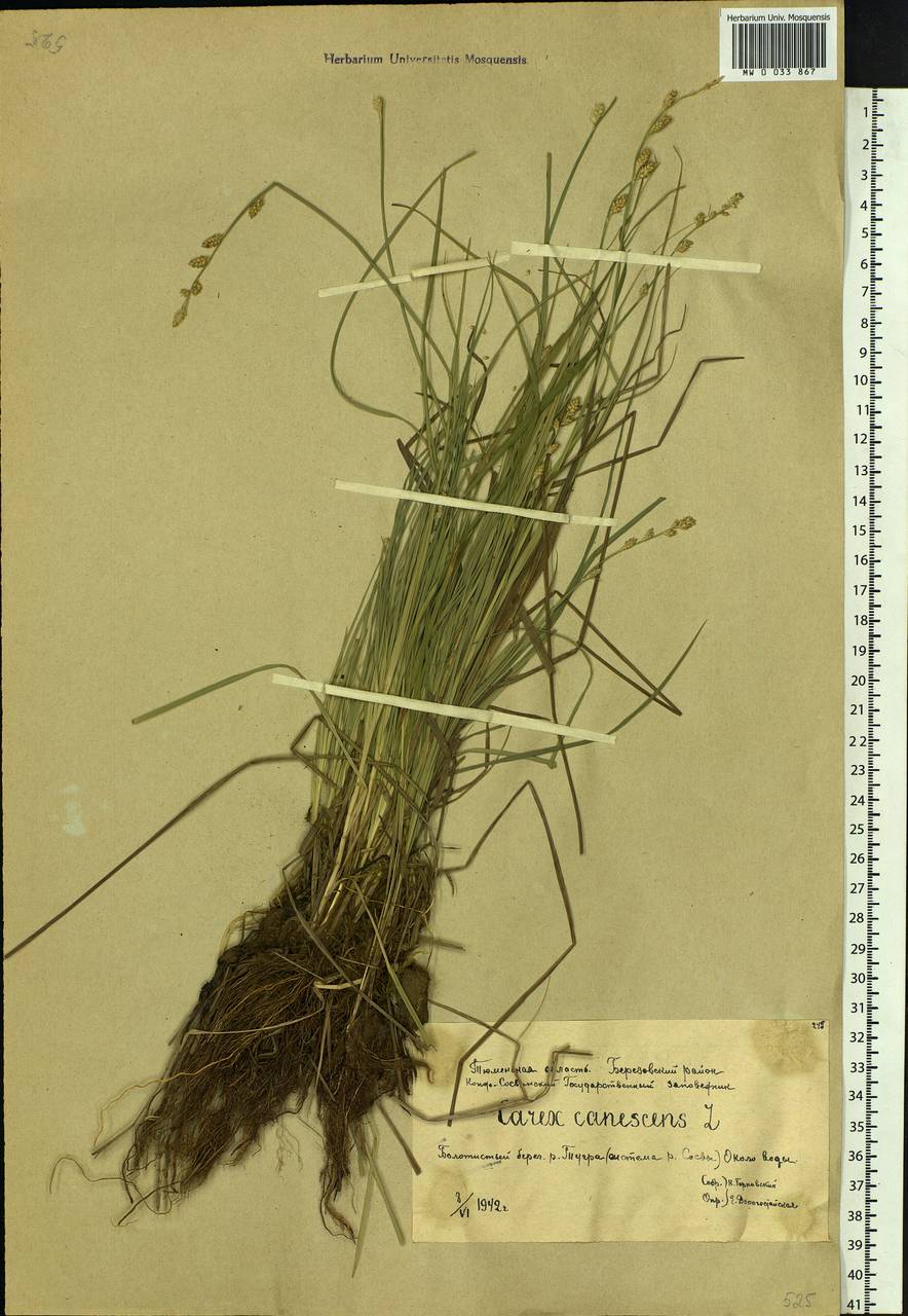 Carex canescens subsp. canescens, Siberia, Western Siberia (S1) (Russia)