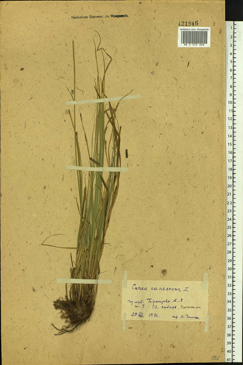 Carex canescens subsp. canescens, Siberia, Western Siberia (S1) (Russia)