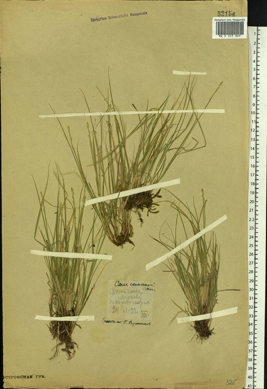 Carex canescens subsp. canescens, Siberia, Central Siberia (S3) (Russia)