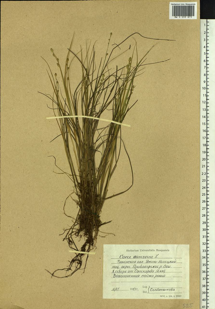 Carex canescens subsp. canescens, Siberia, Western Siberia (S1) (Russia)