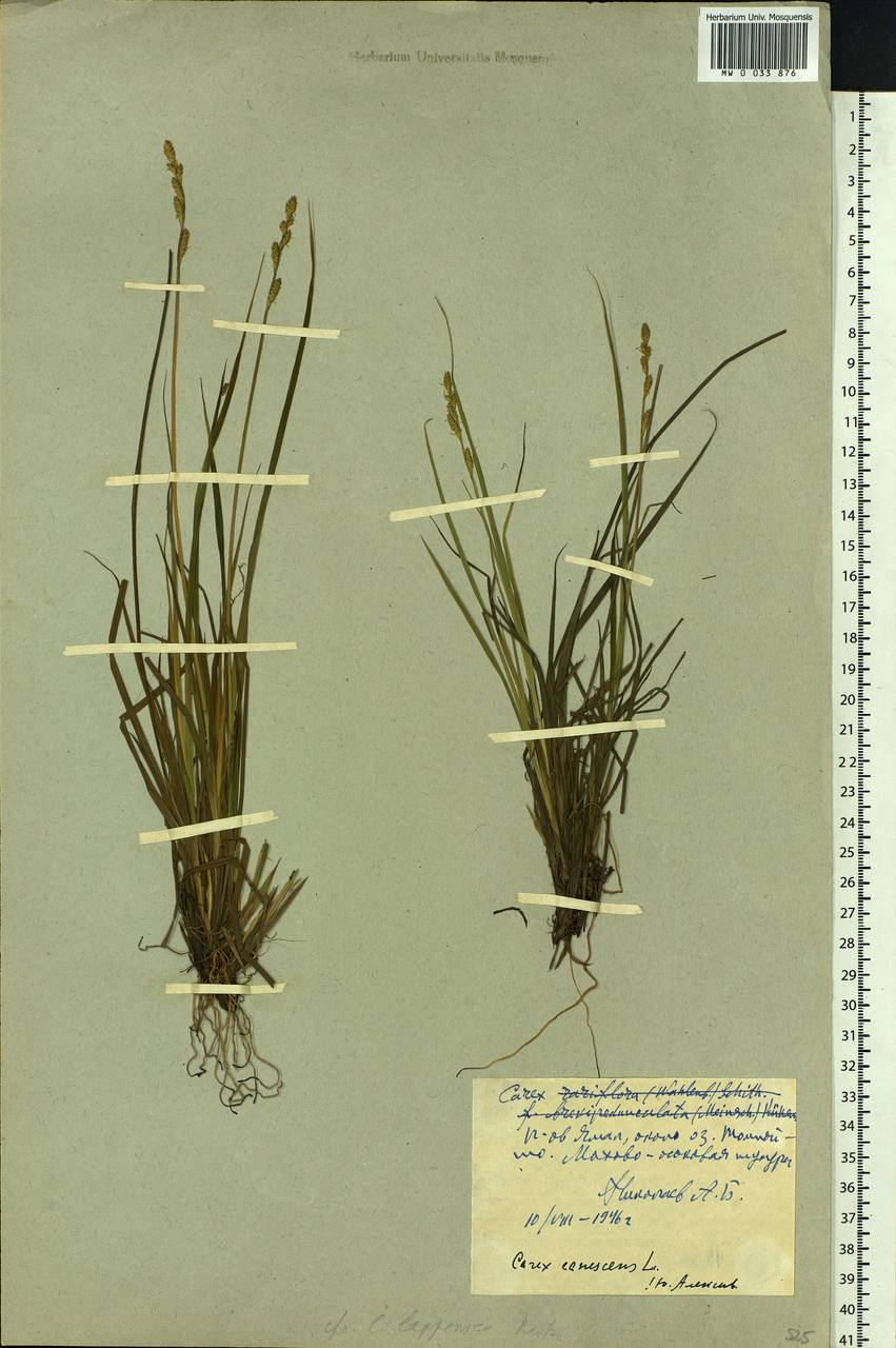 Carex canescens subsp. canescens, Siberia, Western Siberia (S1) (Russia)