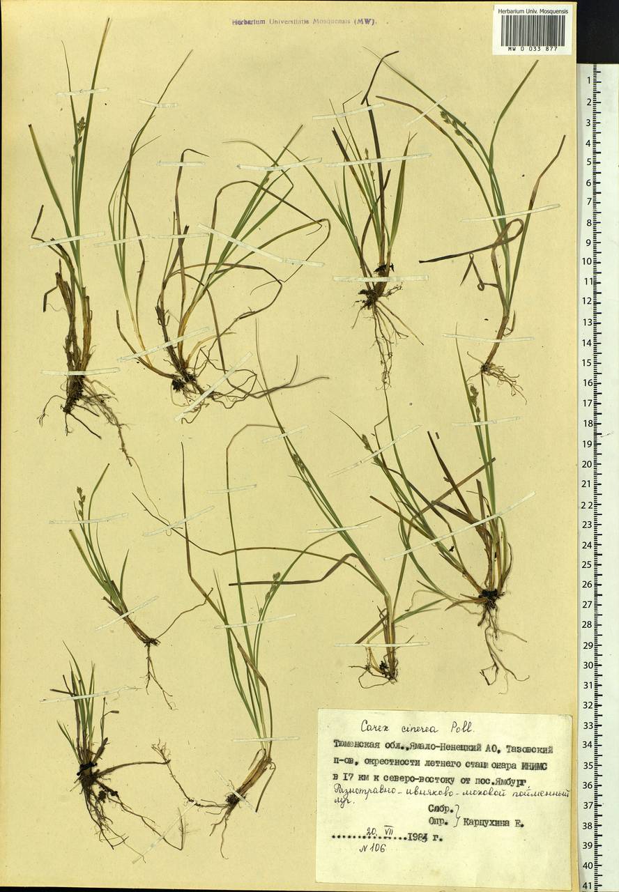 Carex canescens subsp. canescens, Siberia, Western Siberia (S1) (Russia)