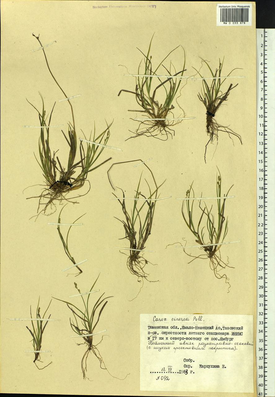 Carex canescens subsp. canescens, Siberia, Western Siberia (S1) (Russia)