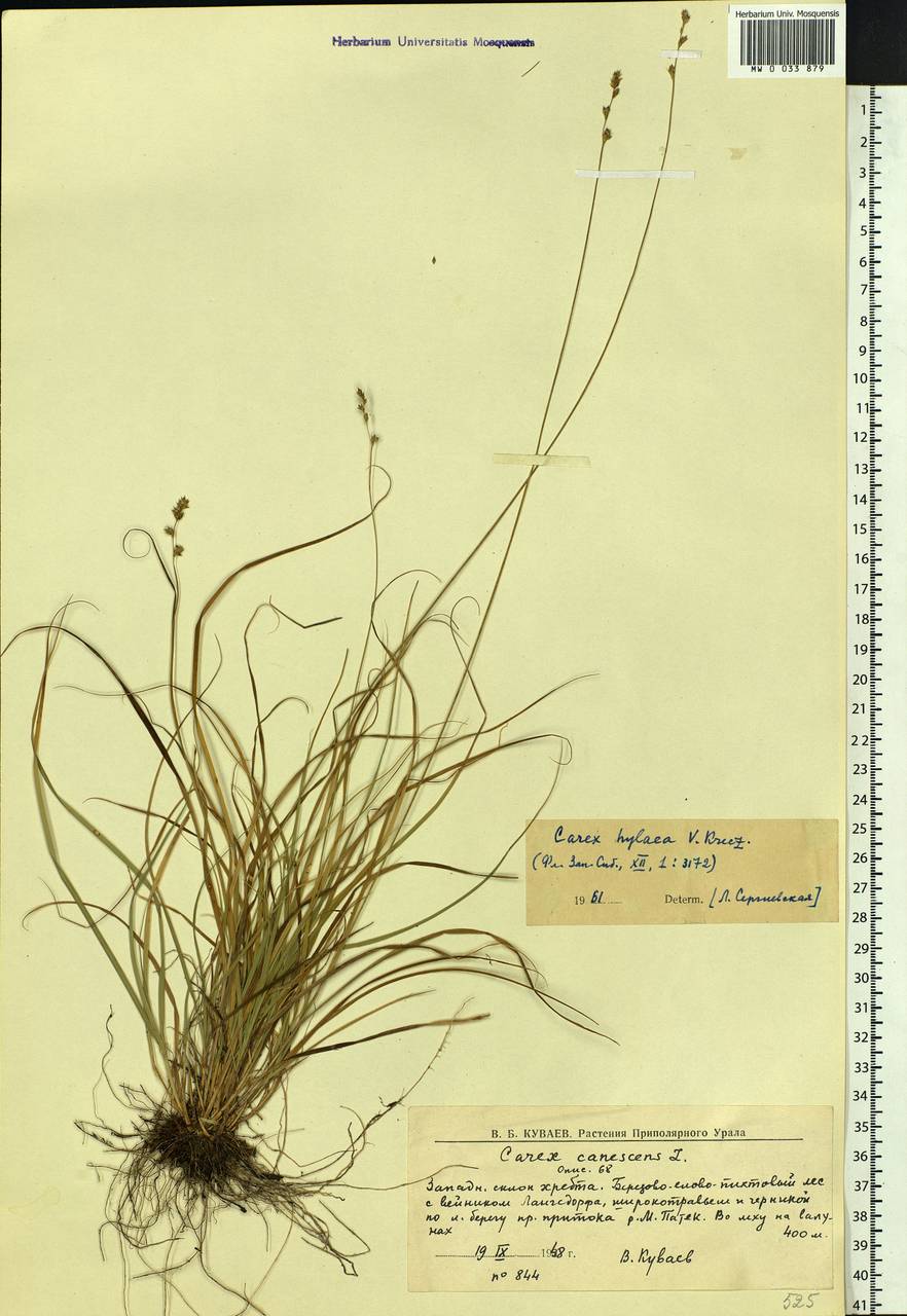 Carex canescens subsp. canescens, Eastern Europe, Northern region (E1) (Russia)