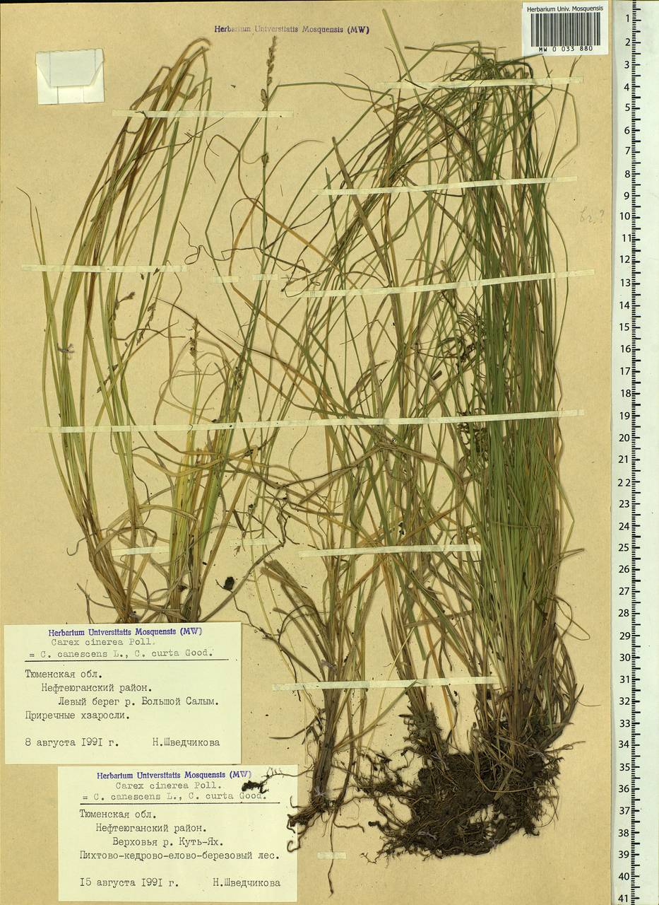 Carex canescens subsp. canescens, Siberia, Western Siberia (S1) (Russia)