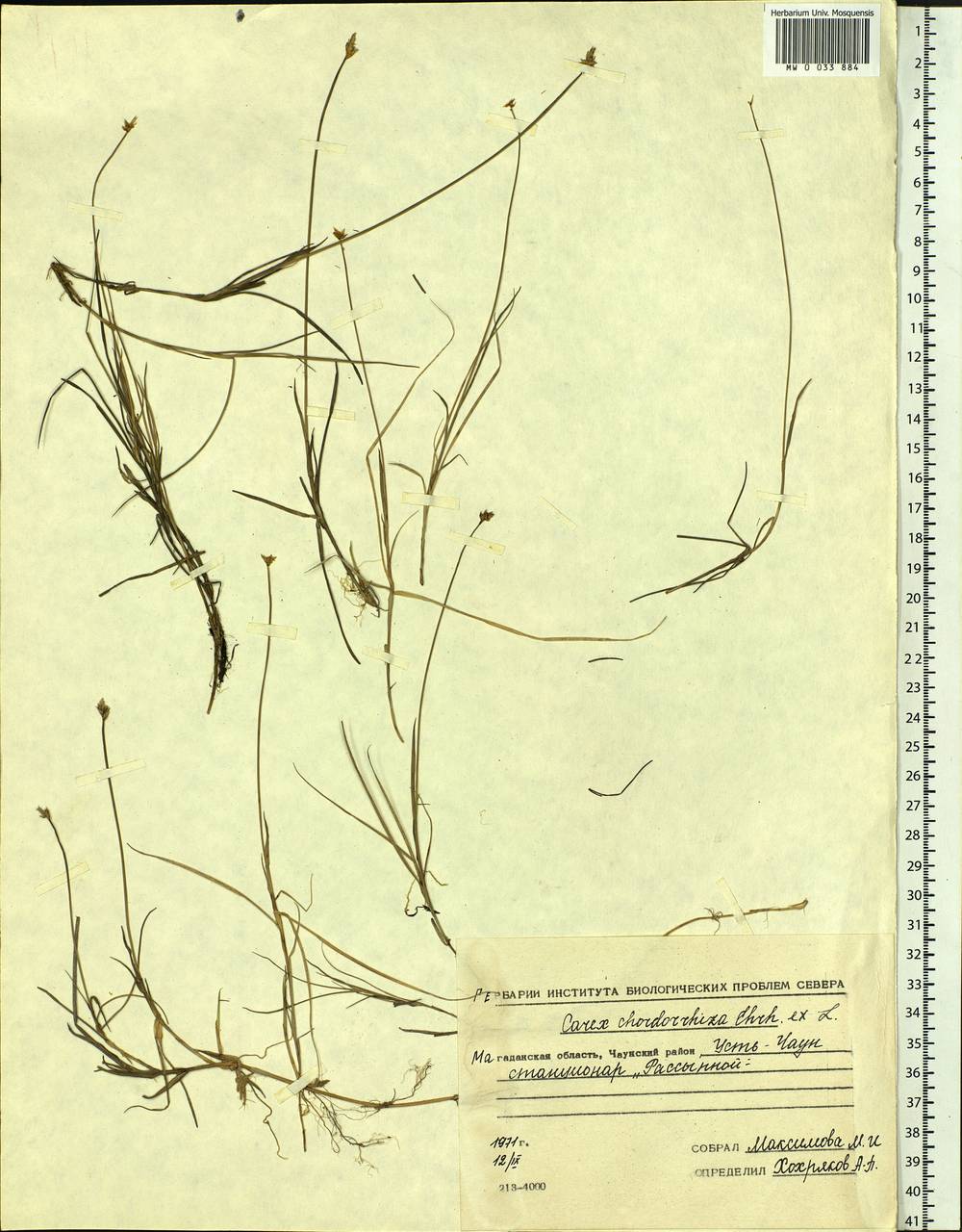 Carex chordorrhiza L.f., Siberia, Chukotka & Kamchatka (S7) (Russia)