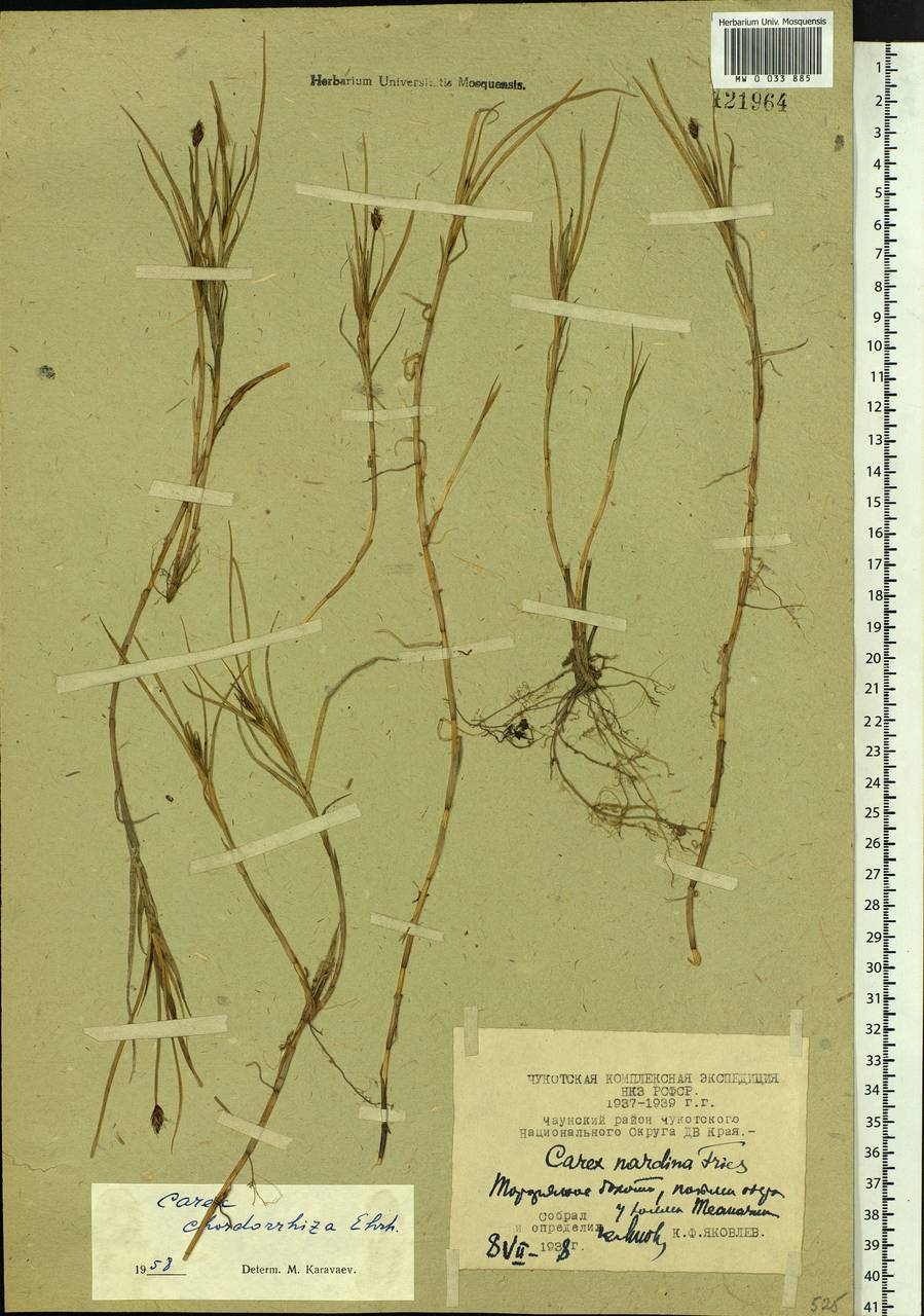 Carex chordorrhiza L.f., Siberia, Chukotka & Kamchatka (S7) (Russia)