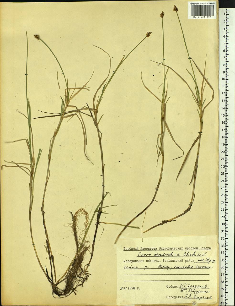Carex chordorrhiza L.f., Siberia, Chukotka & Kamchatka (S7) (Russia)