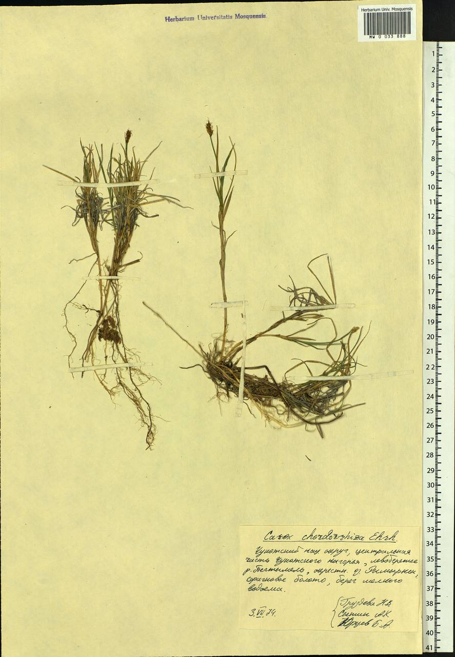 Carex chordorrhiza L.f., Siberia, Chukotka & Kamchatka (S7) (Russia)