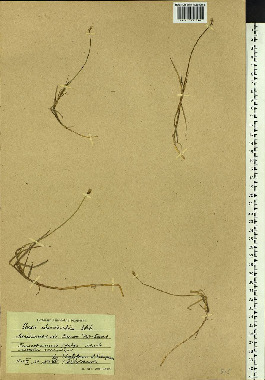 Carex chordorrhiza L.f., Siberia, Chukotka & Kamchatka (S7) (Russia)