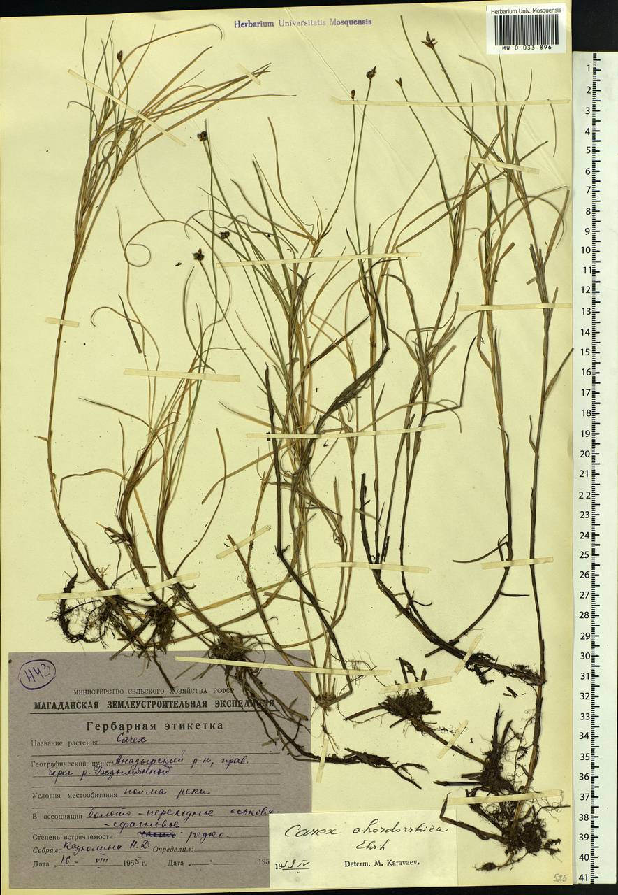 Carex chordorrhiza L.f., Siberia, Chukotka & Kamchatka (S7) (Russia)
