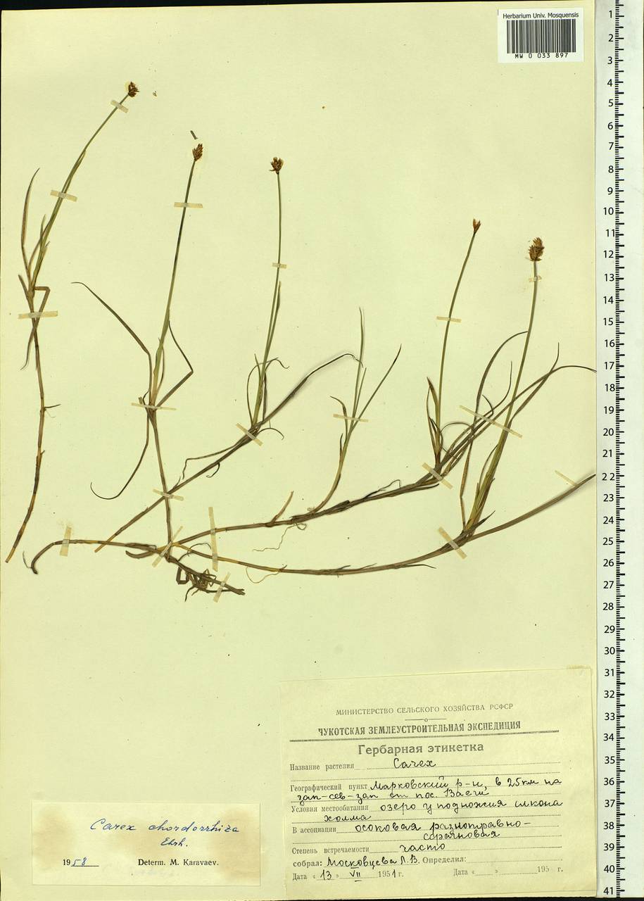 Carex chordorrhiza L.f., Siberia, Chukotka & Kamchatka (S7) (Russia)