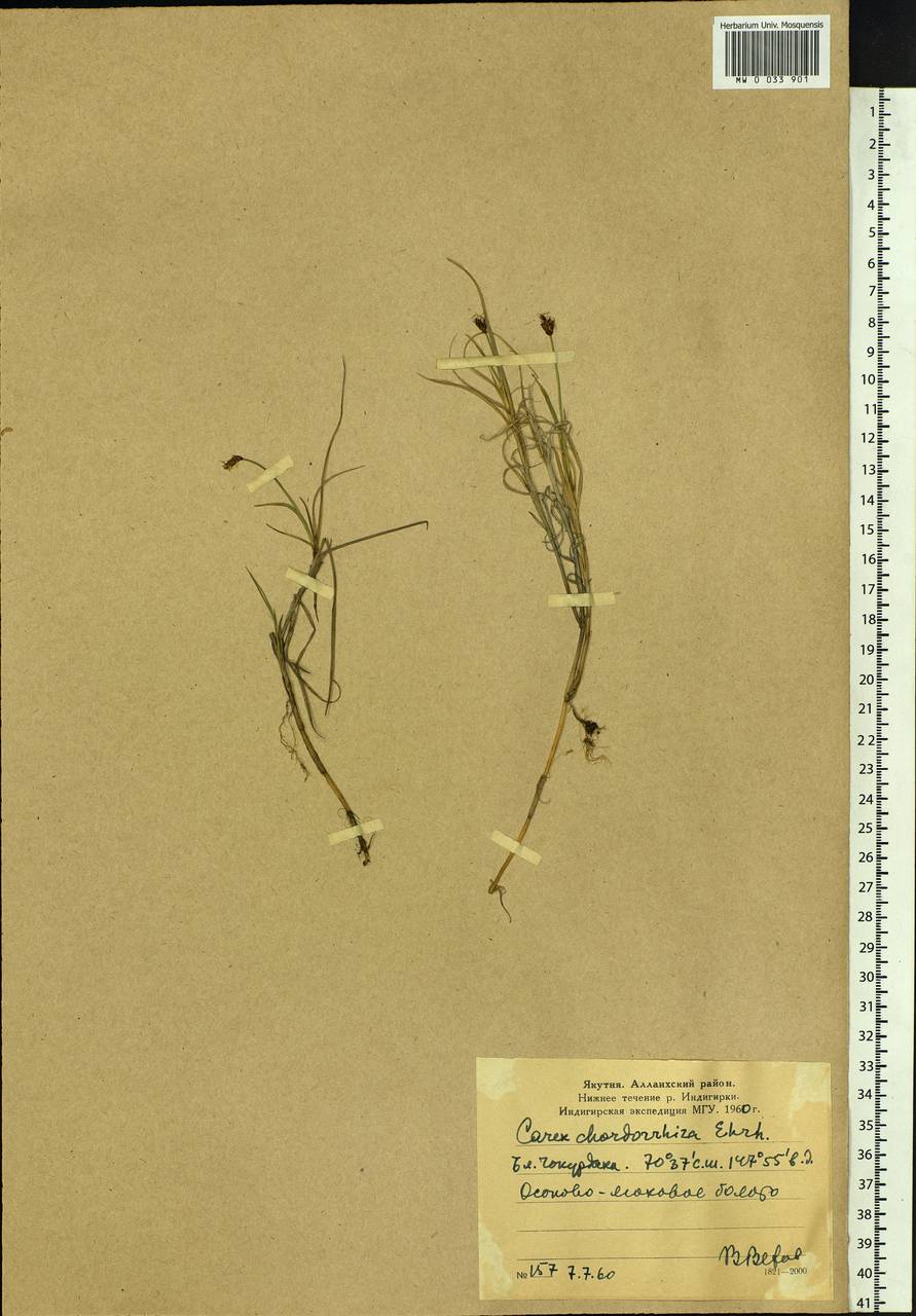 Carex chordorrhiza L.f., Siberia, Yakutia (S5) (Russia)