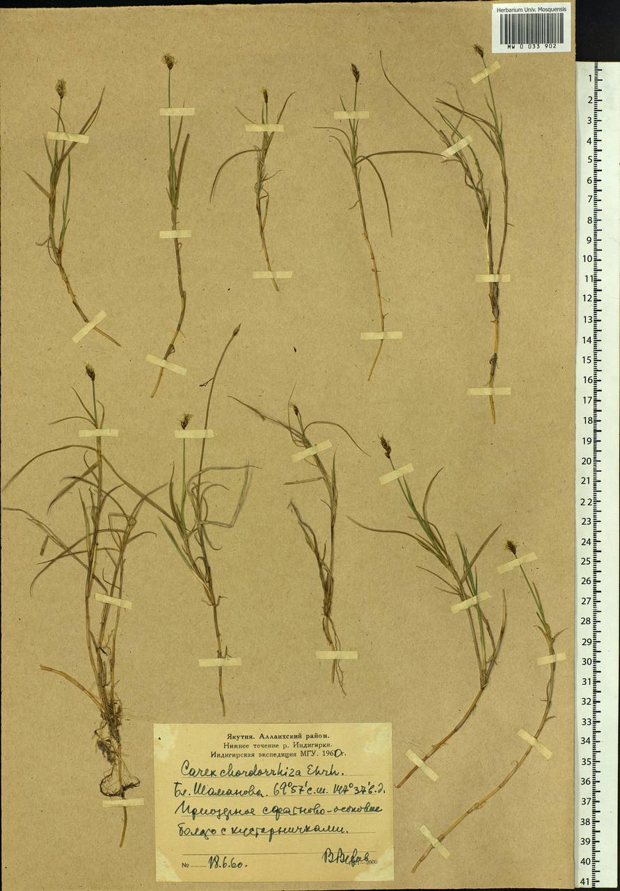 Carex chordorrhiza L.f., Siberia, Yakutia (S5) (Russia)