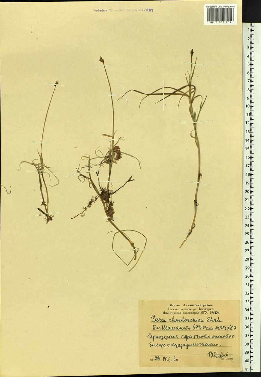 Carex chordorrhiza L.f., Siberia, Yakutia (S5) (Russia)