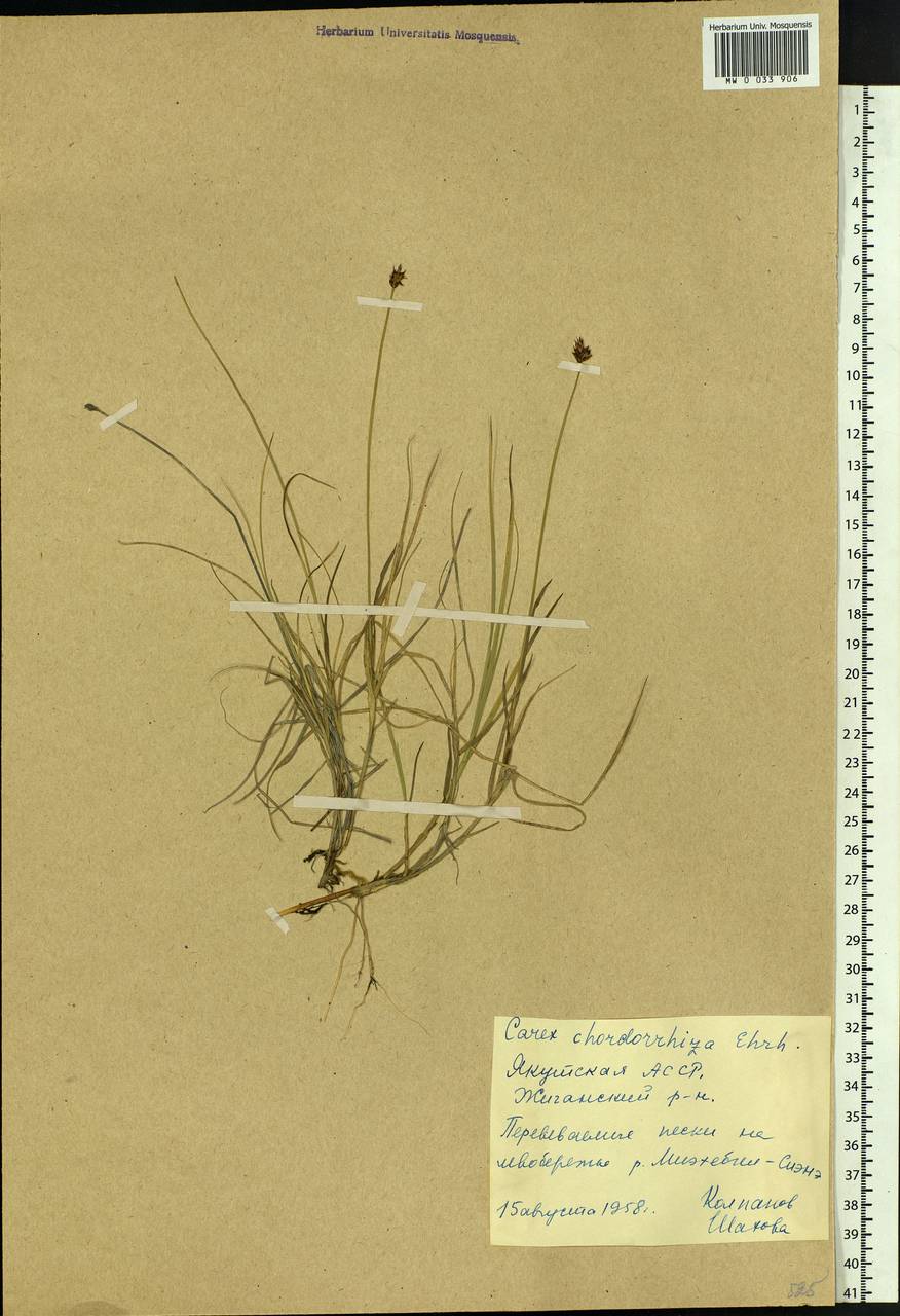 Carex chordorrhiza L.f., Siberia, Yakutia (S5) (Russia)