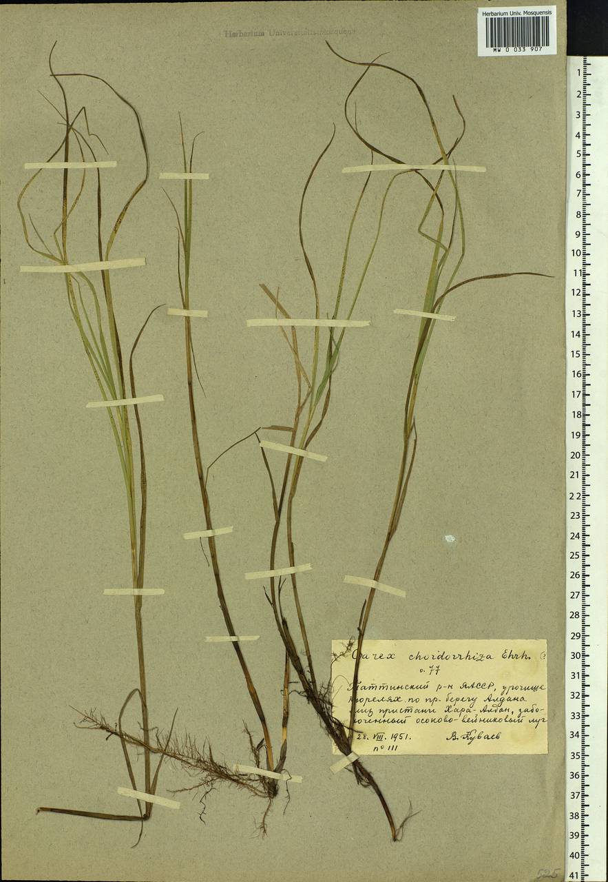 Carex chordorrhiza L.f., Siberia, Yakutia (S5) (Russia)