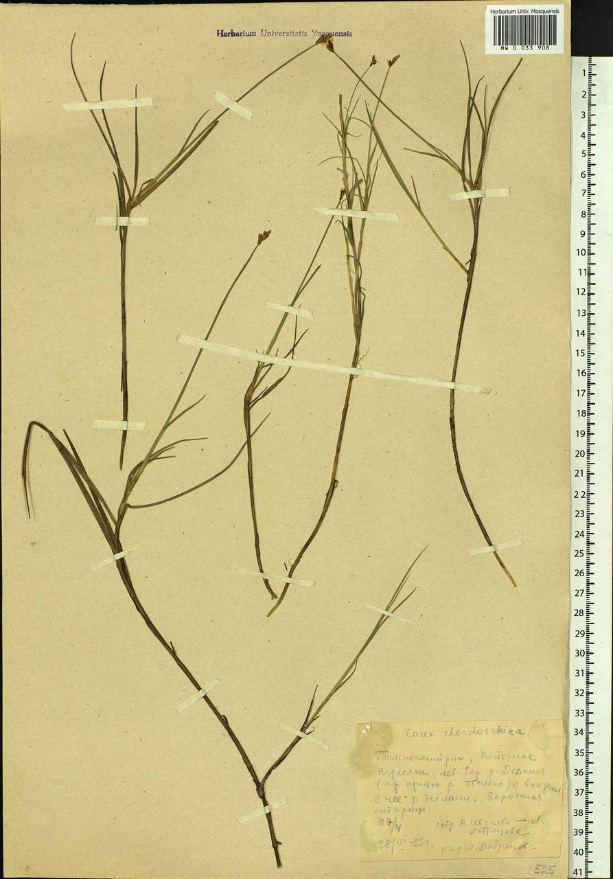 Carex chordorrhiza L.f., Siberia, Yakutia (S5) (Russia)