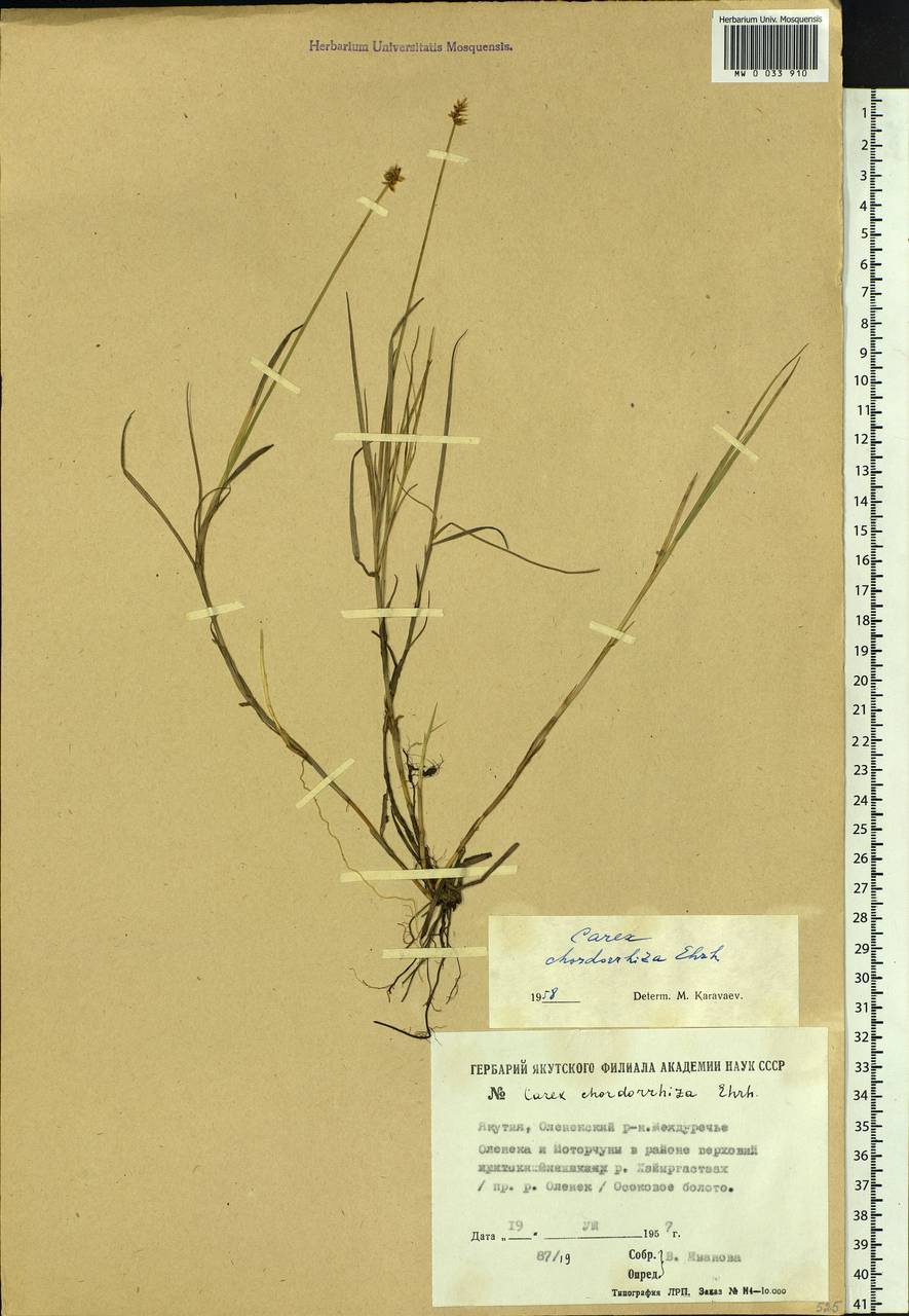 Carex chordorrhiza L.f., Siberia, Yakutia (S5) (Russia)