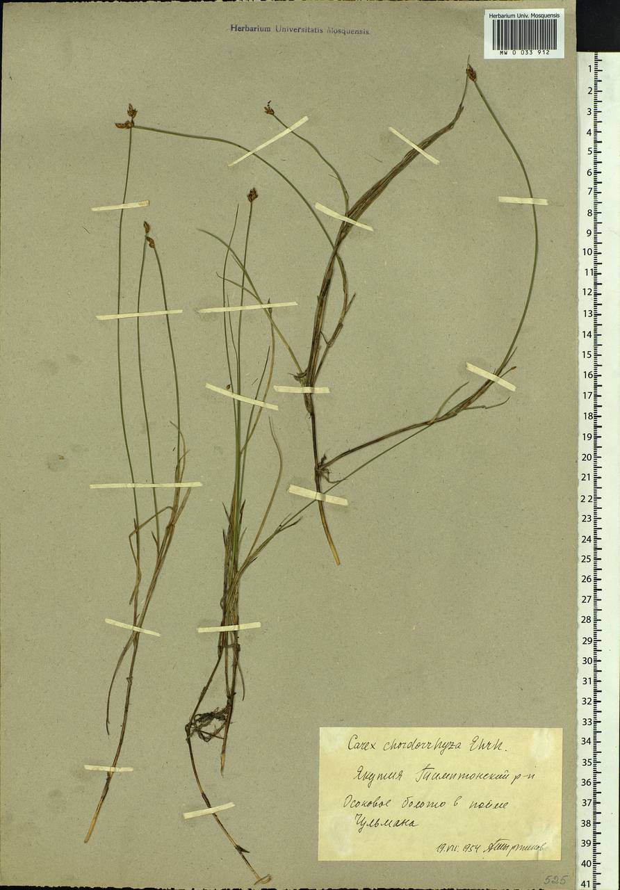Carex chordorrhiza L.f., Siberia, Yakutia (S5) (Russia)