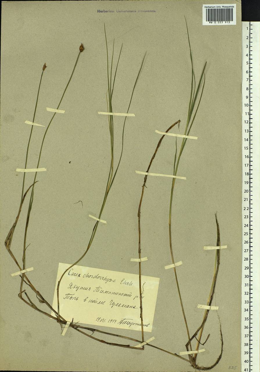 Carex chordorrhiza L.f., Siberia, Yakutia (S5) (Russia)