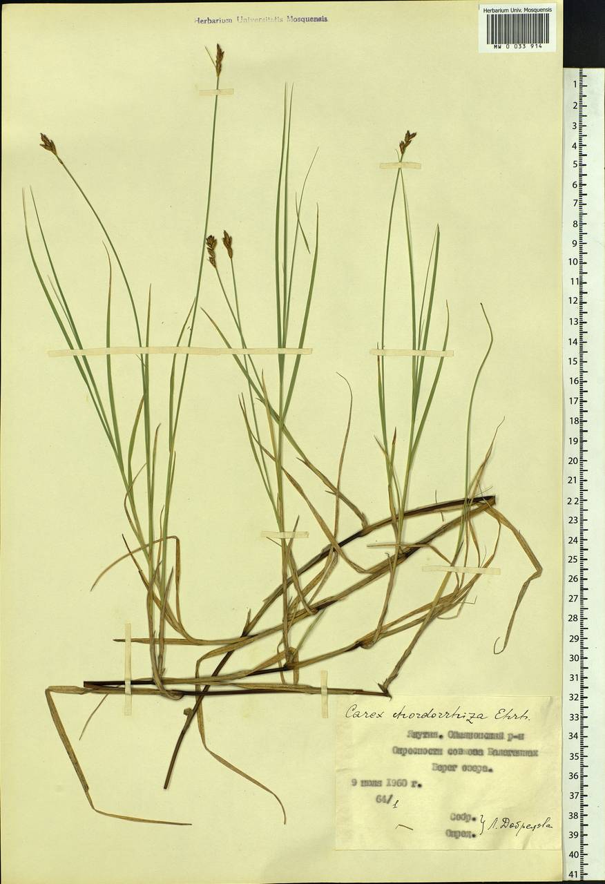 Carex chordorrhiza L.f., Siberia, Yakutia (S5) (Russia)