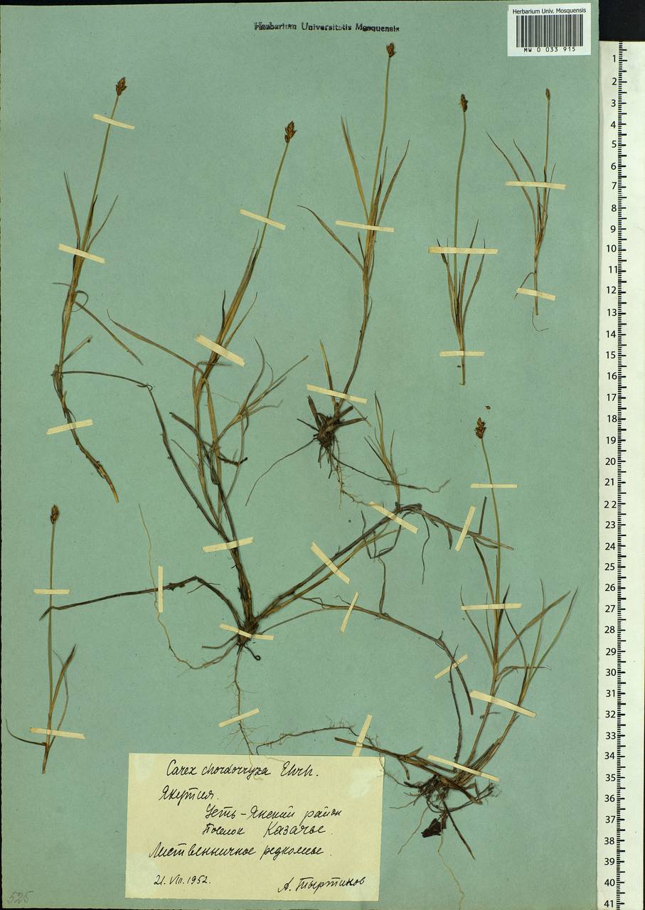 Carex chordorrhiza L.f., Siberia, Yakutia (S5) (Russia)