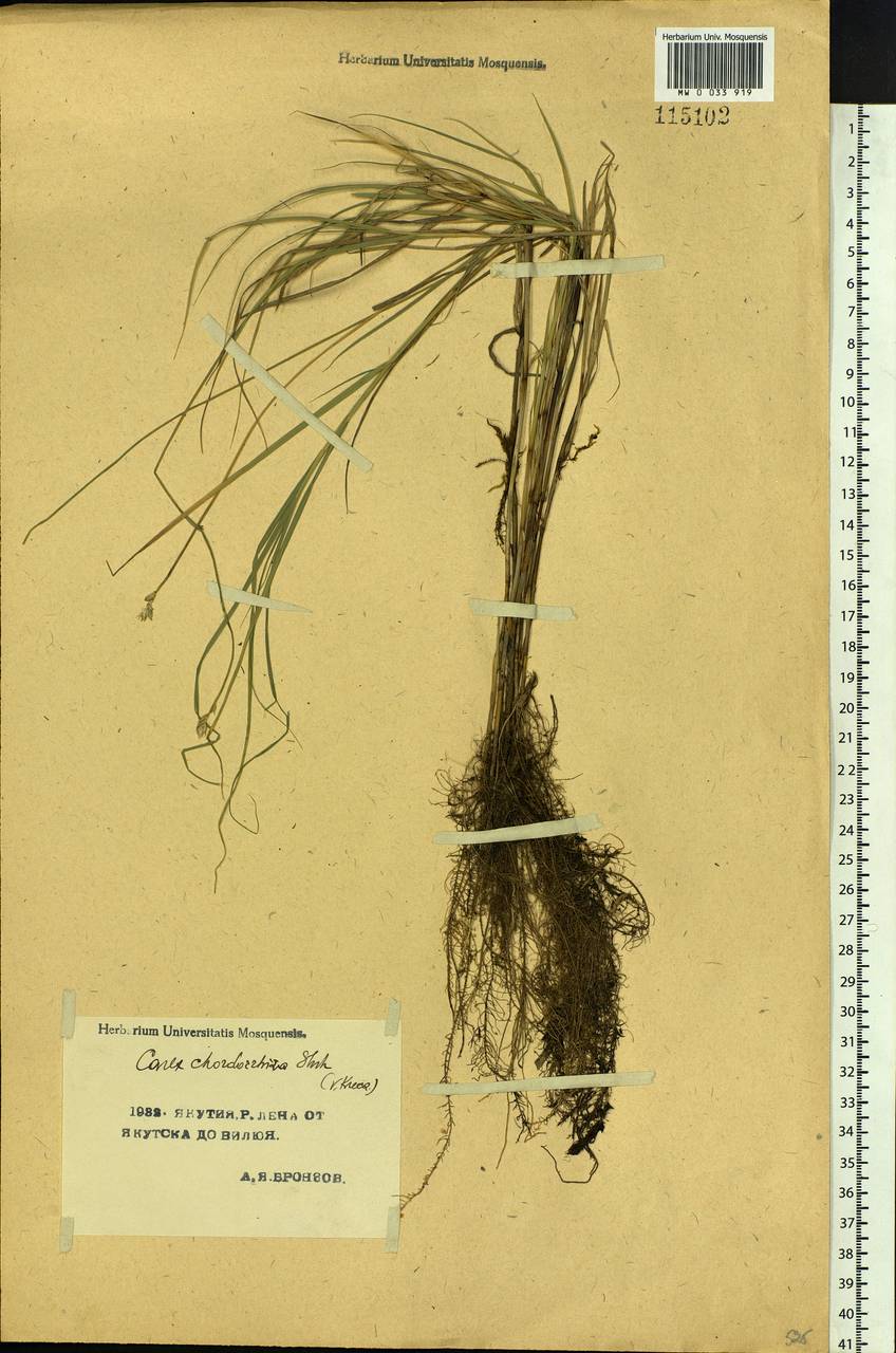 Carex chordorrhiza L.f., Siberia, Yakutia (S5) (Russia)