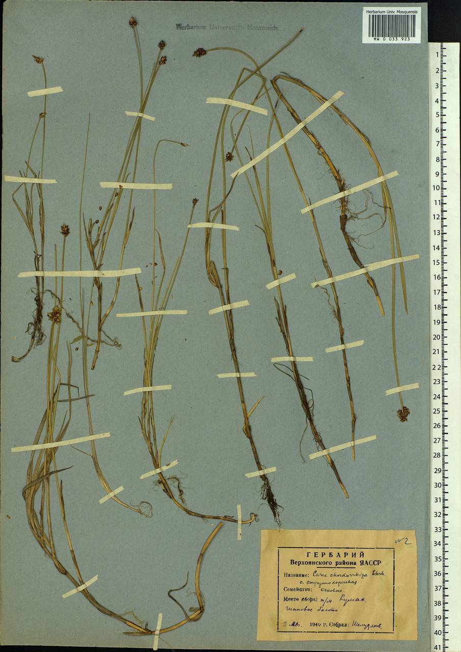 Carex chordorrhiza L.f., Siberia, Yakutia (S5) (Russia)