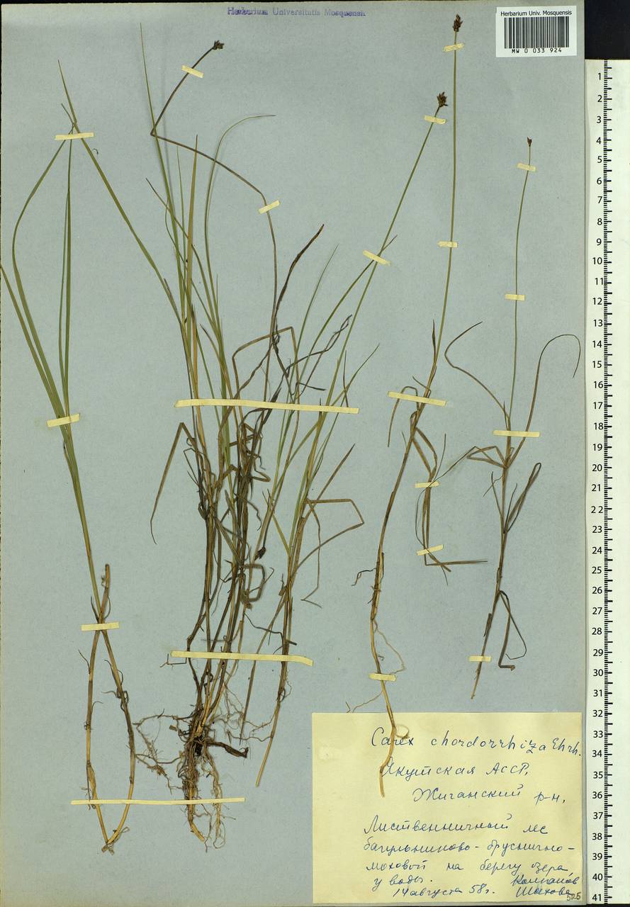 Carex chordorrhiza L.f., Siberia, Yakutia (S5) (Russia)