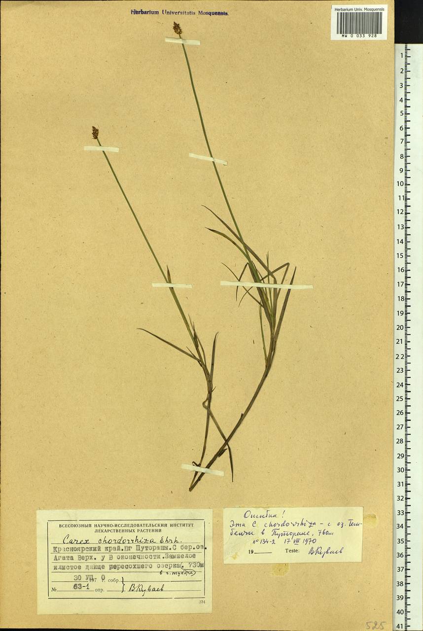 Carex chordorrhiza L.f., Siberia, Central Siberia (S3) (Russia)